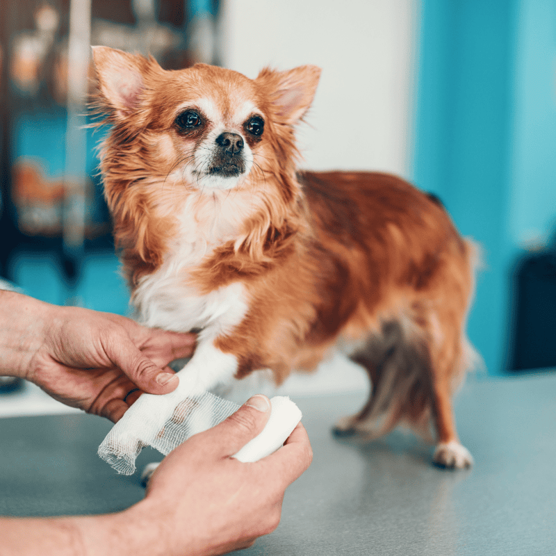 Close-up of a small dog receiving wound care from a veterinarian.