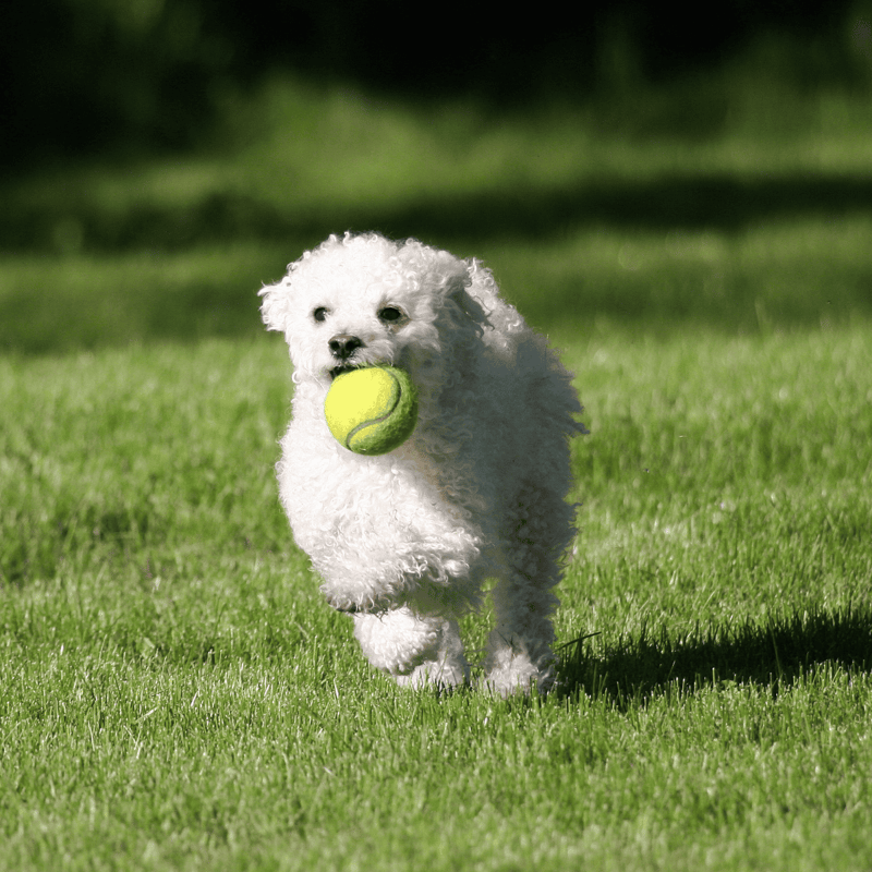 Adorable white dog running with tennis ball in mouth on grassy field.