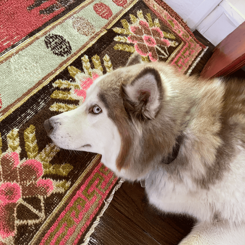 Husky dog lying on decorative floral rug, indoor pet photo with cozy home vibe.