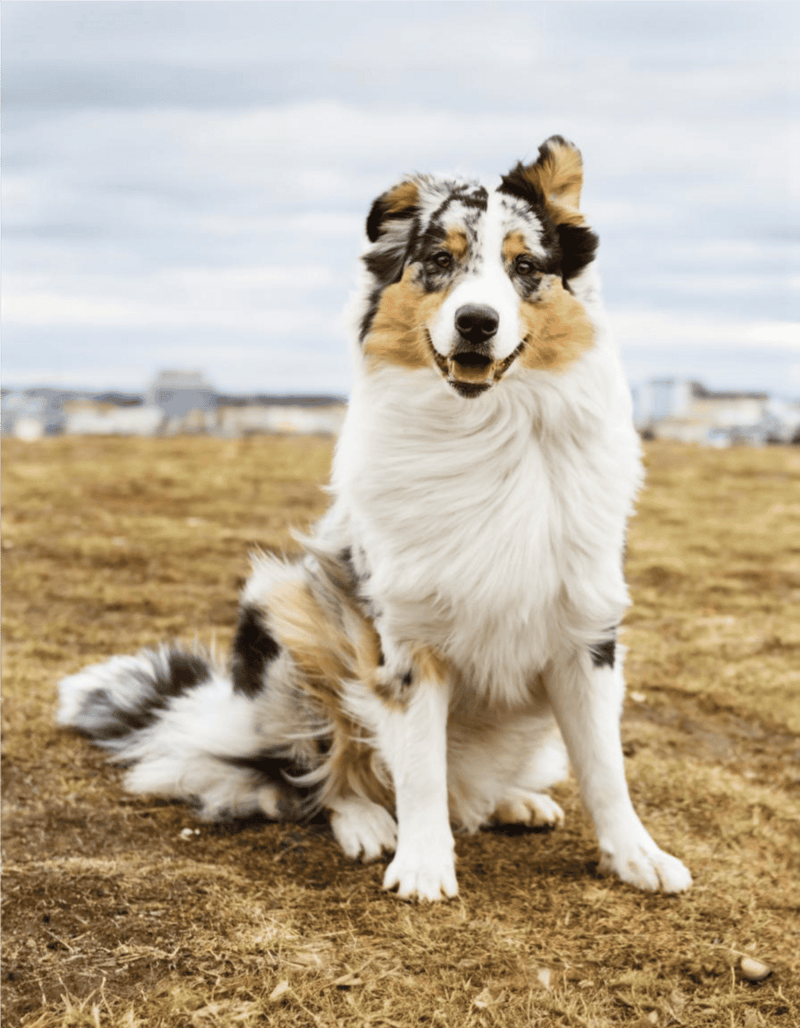 Happy Australian Shepherd in outdoor park, smiling and sitting on grass.