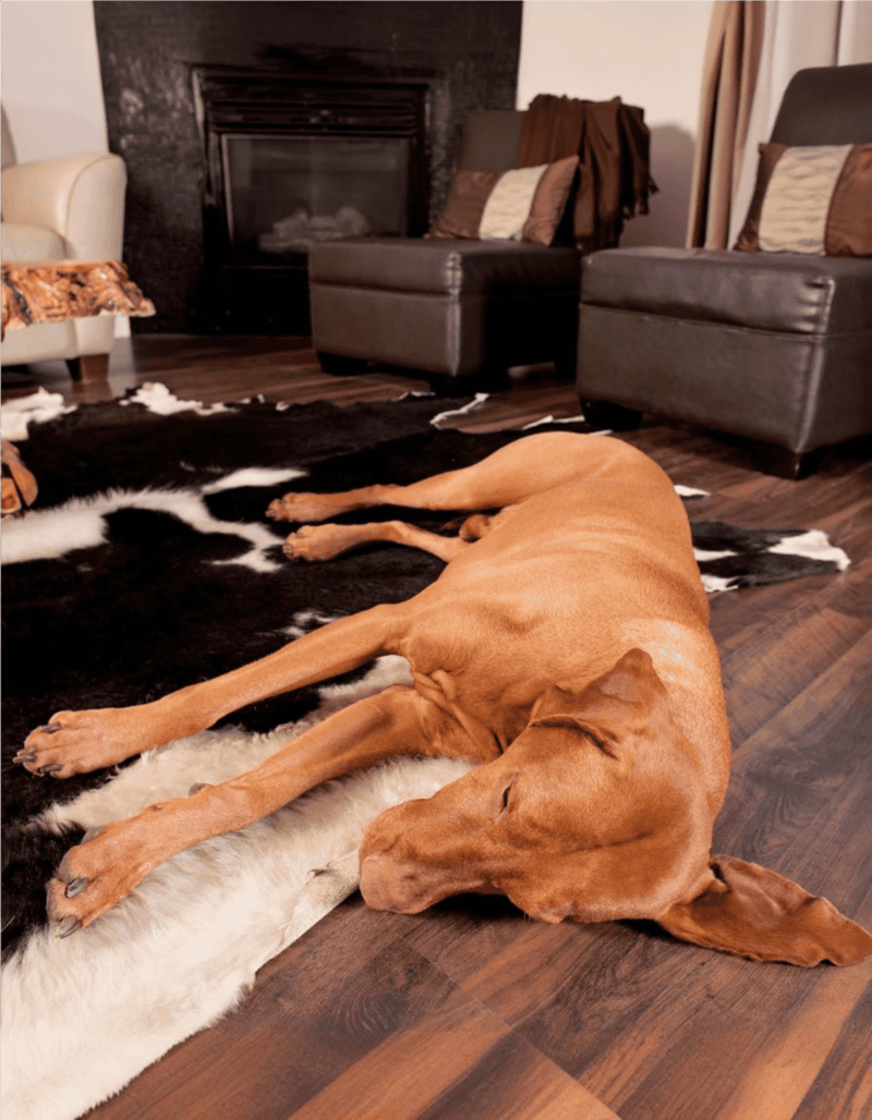 Dog relaxing indoors on a plush black and white cowhide rug.