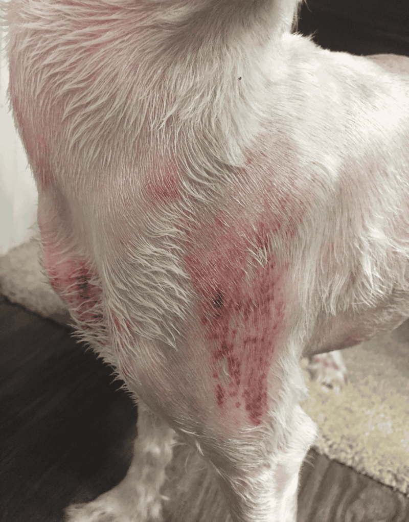 Dog skin rash with redness and irritation on neck.
