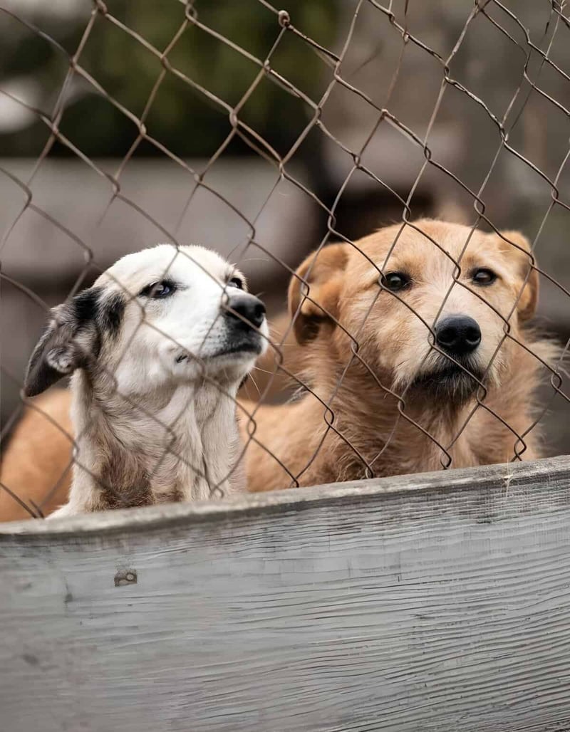 Adorable rescue dogs looking over a wooden fence, showcasing dog rescue and adoption.