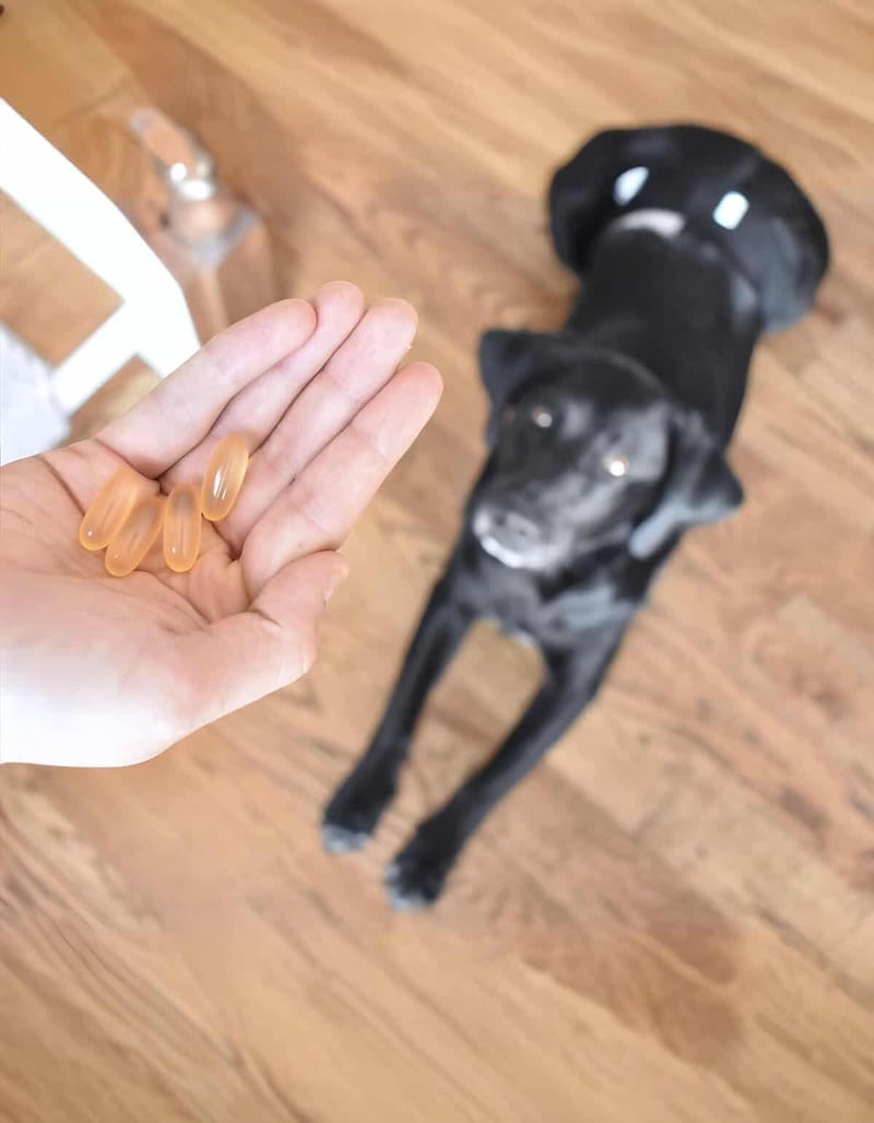 Alt text: Hand holding soft gel vitamins with a black dog sitting on a wooden floor looking up.
