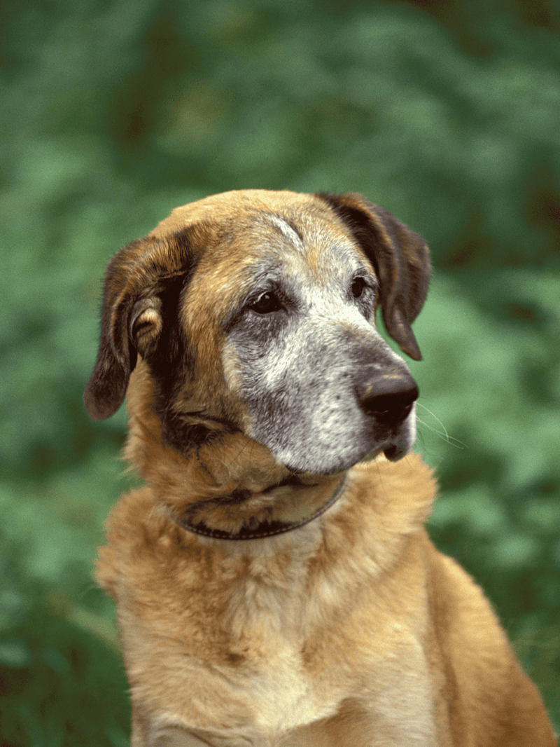 Gentle mixed breed dog outdoors, rescue and adoption focus, senior dog portrait.