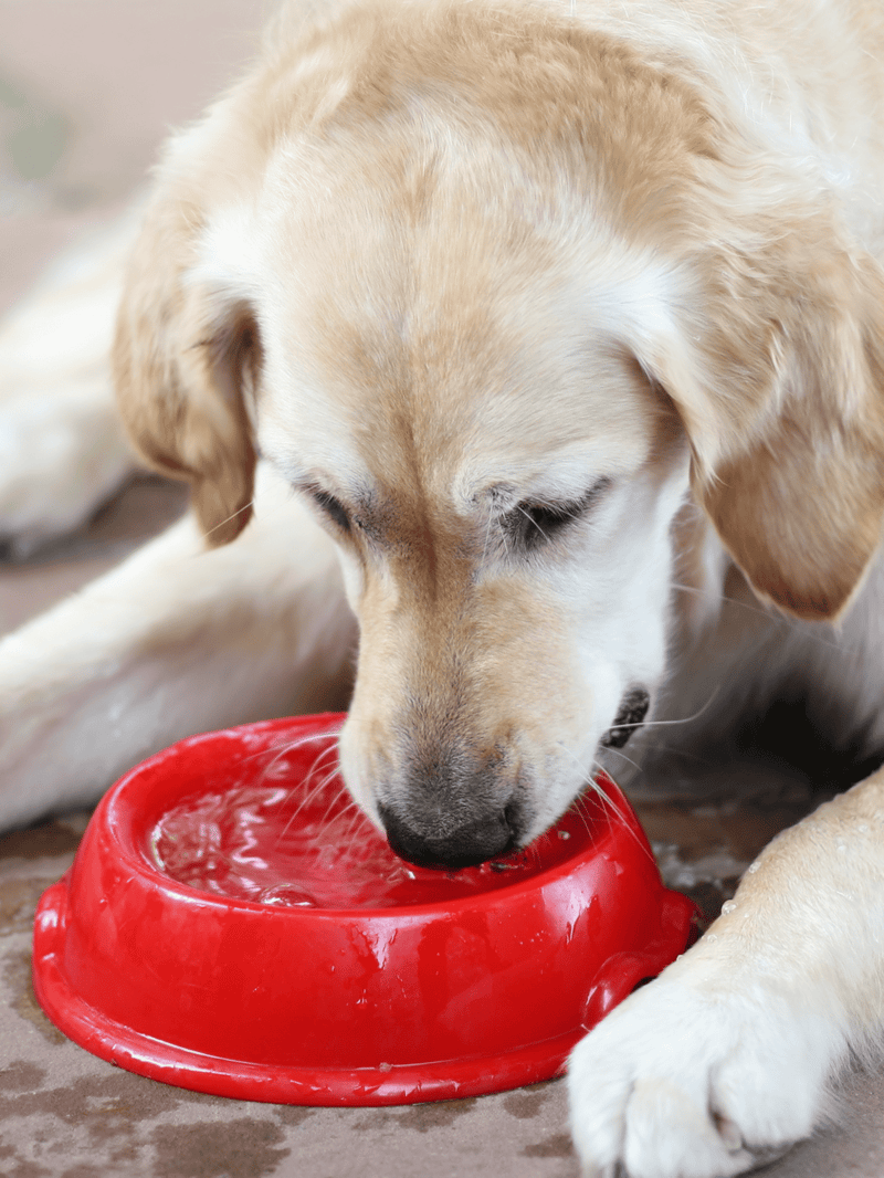Yellow Labrador Retriever puppy drinking water from a bright red bowl outdoors.