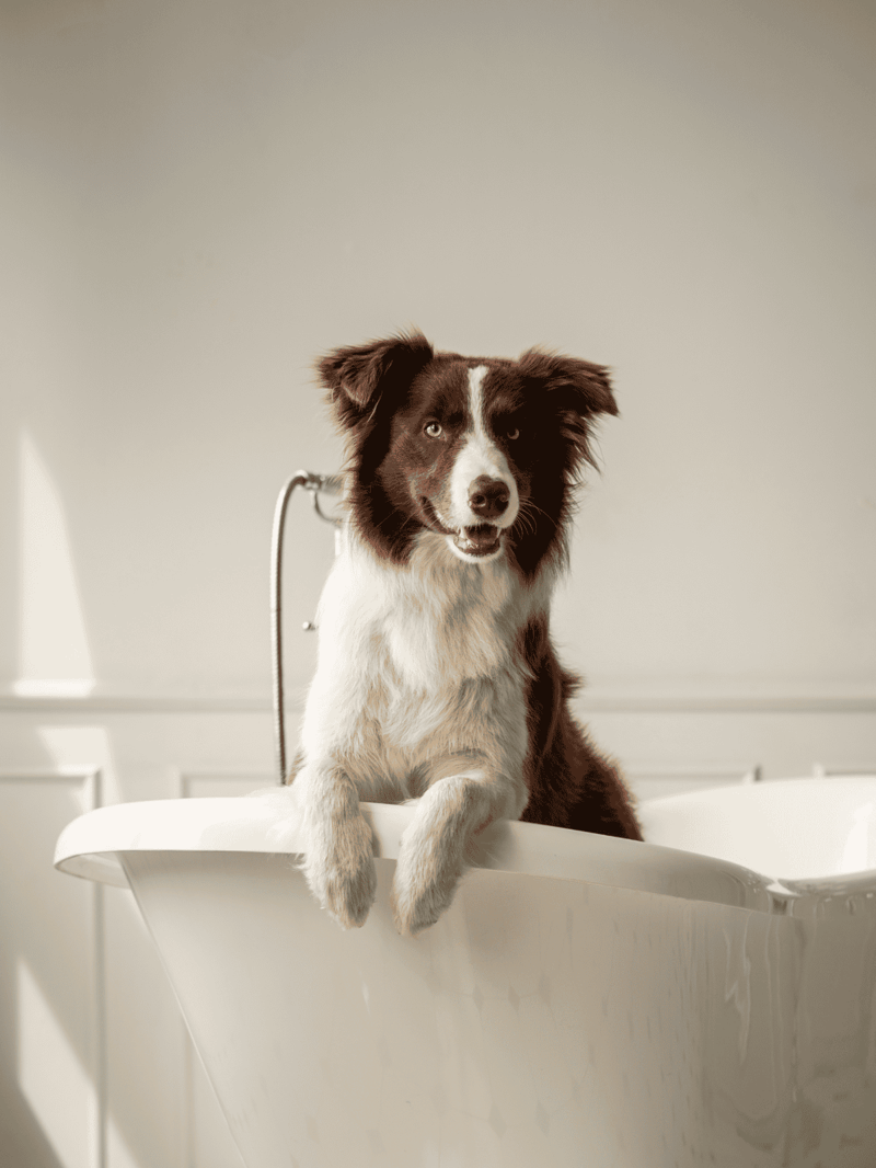 Cute Border Collie dog with one eye slightly closed, sitting in a white bathtub, ready for bath time.