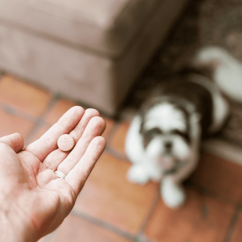 Dog pill in hand with adorable Siberian Husky puppy in background.