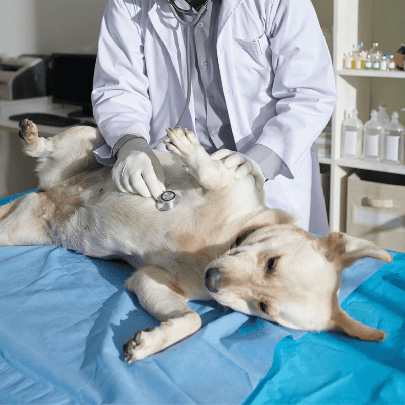 Vet performing health check on a puppy.