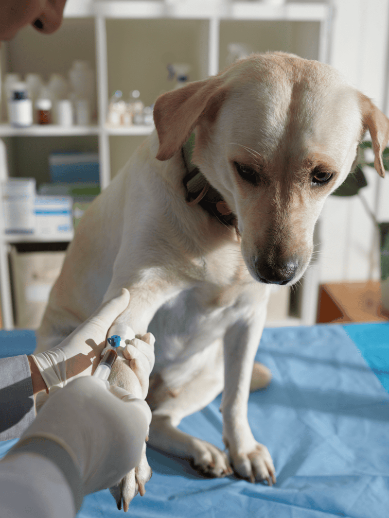 Dog getting vaccinated at vet clinic.