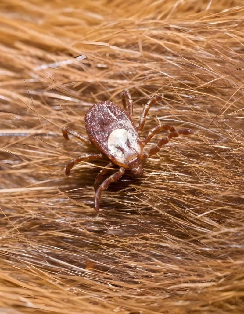 Close-up of a tick attached to animal fur, highlighting parasite risk.