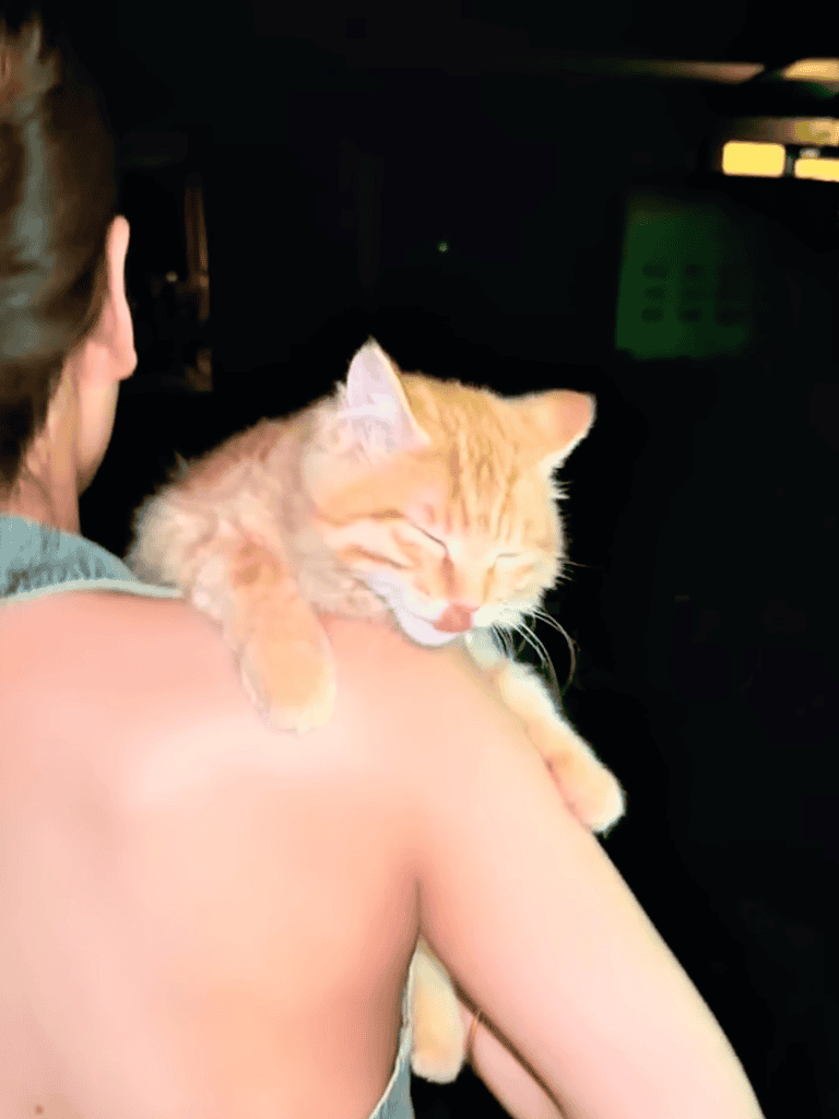 Cute orange tabby cat relaxing on human’s shoulder, happy and content.