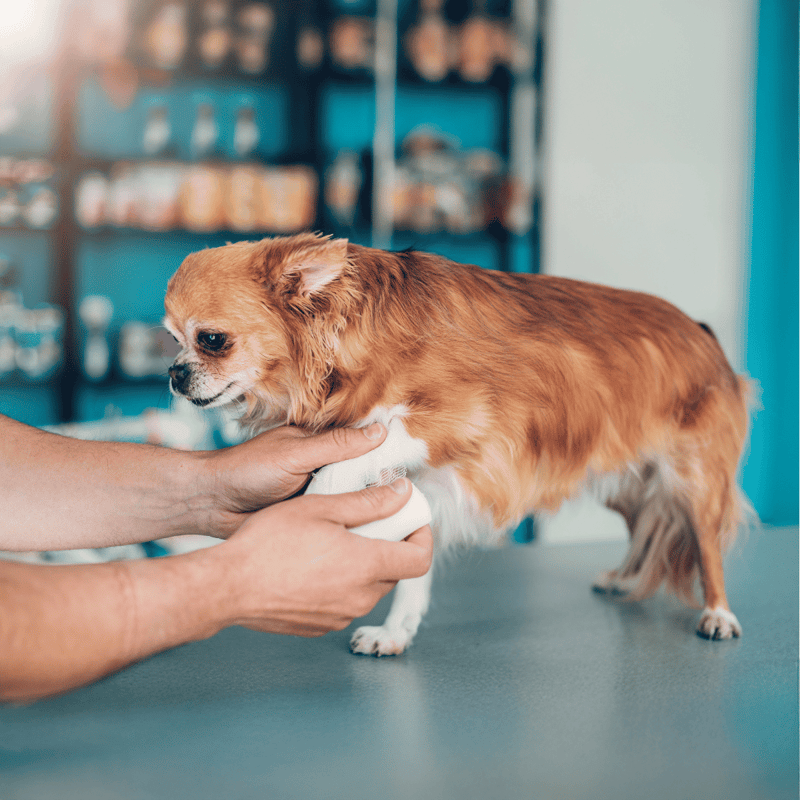 Dog paw being bandaged at vet clinic with professional veterinarian assistance.