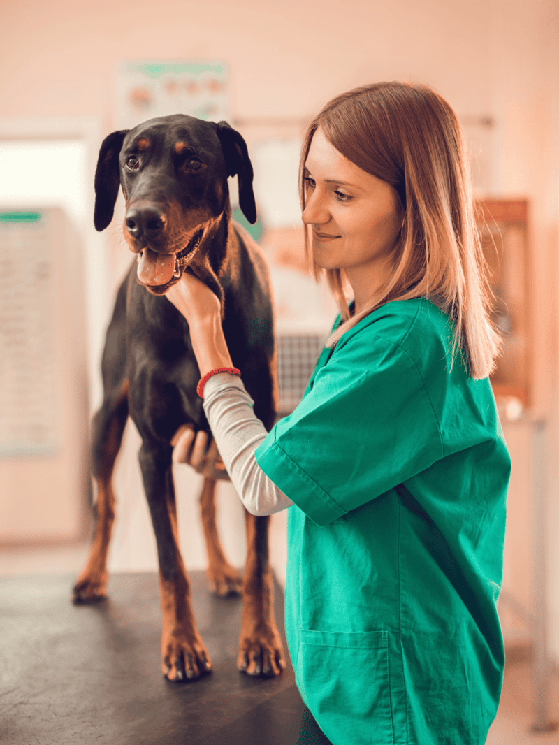 Dog rescue veterinary clinic pet hospital.