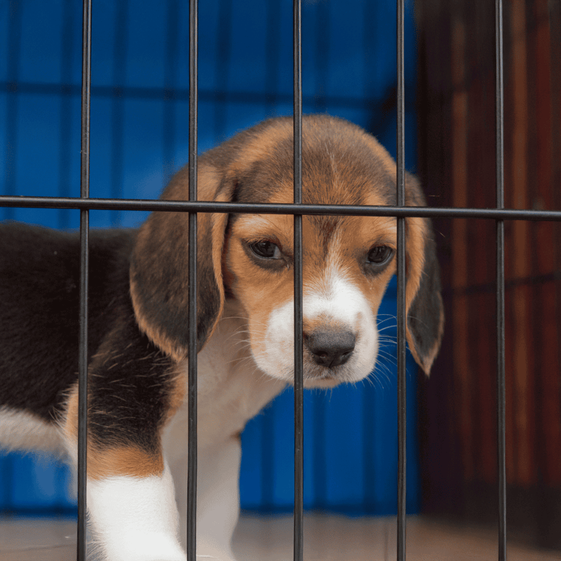 Adorable young beagle puppy in a shelter, looking through the cage bars.
