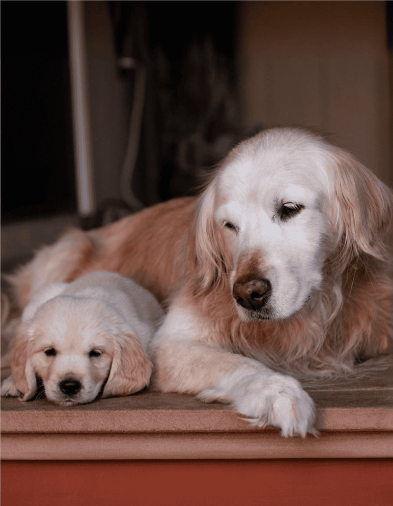 Adorable Golden Retriever puppy and mature dog resting on a cozy surface inside the home.