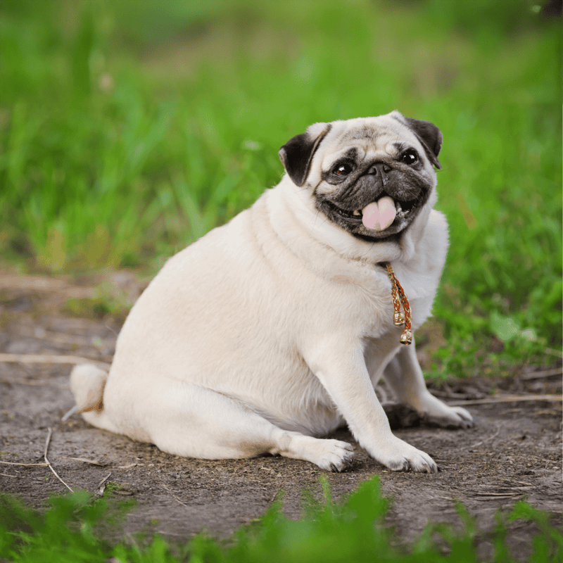 Adorable pug sitting on dirt, smiling with tongue out in green park setting.