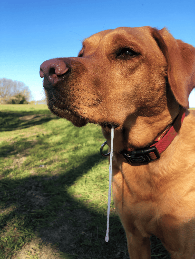 Dog enjoying outdoor play, close-up of face with drool, green field and clear sky background.