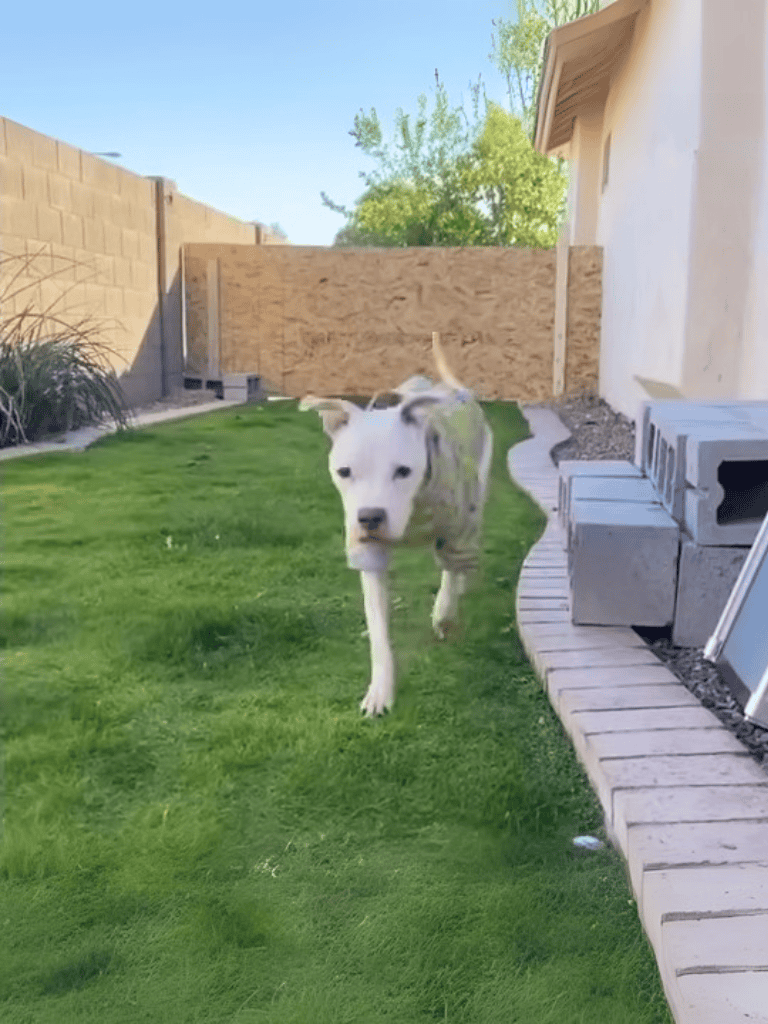 Playful puppy chasing grass.
