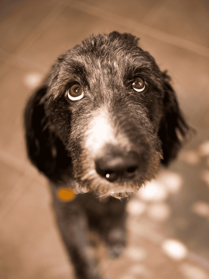 Cute dog looking up with expressive eyes, ideal for pet care and dog adoption websites.