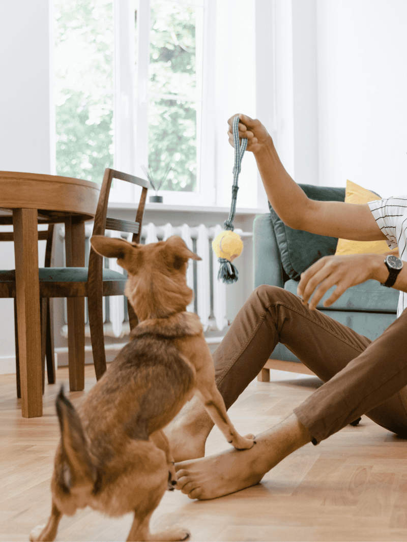 Dog playing with toy, sitting on the floor during indoor playtime.