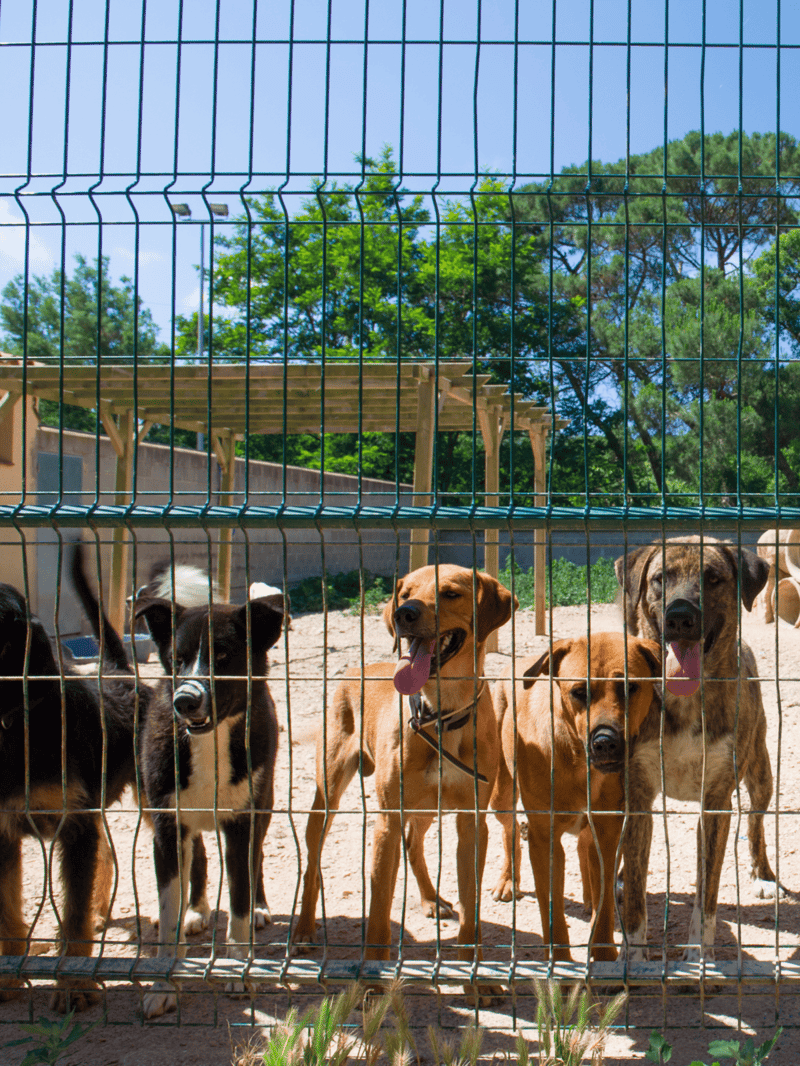 Dog-friendly outdoor play area with happy dogs behind a fenced enclosure.
