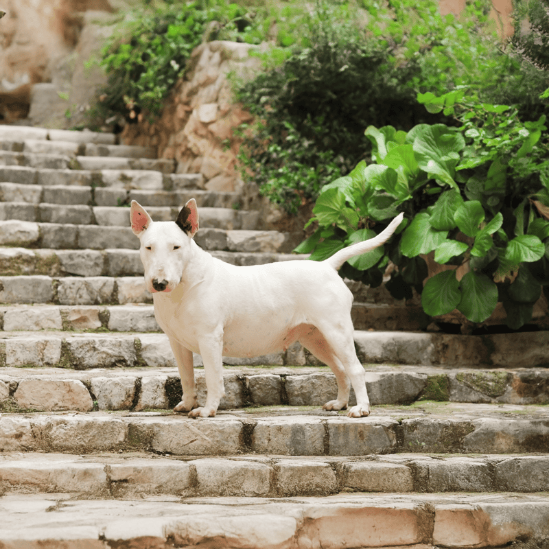 Friendly dog relaxing on stone stairs in a garden setting.