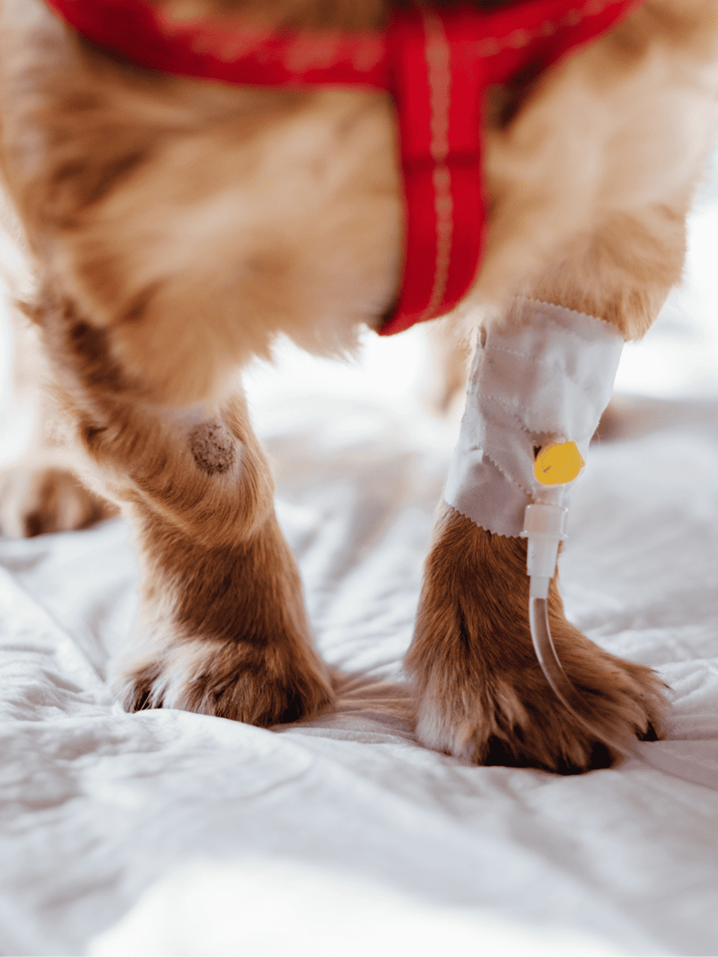Dog with IV infusion for health support, veterinary care, and pet wellness.