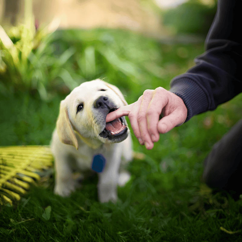 Adorable Labrador puppy biting a person's finger outdoors, highlighting dog training and play.