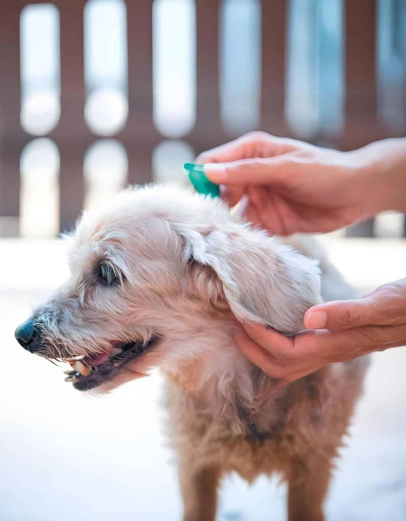 Dog being groomed with brush by owner outdoor.