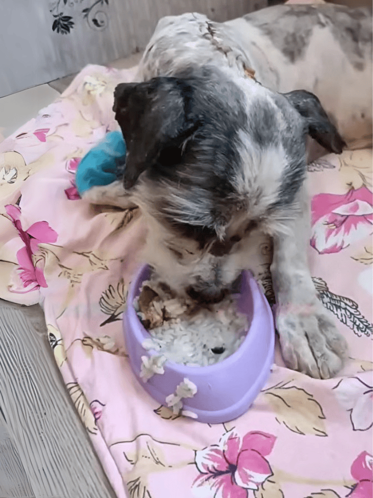 Adorable dog eating from a purple bowl, cozy bed with floral blanket in background.