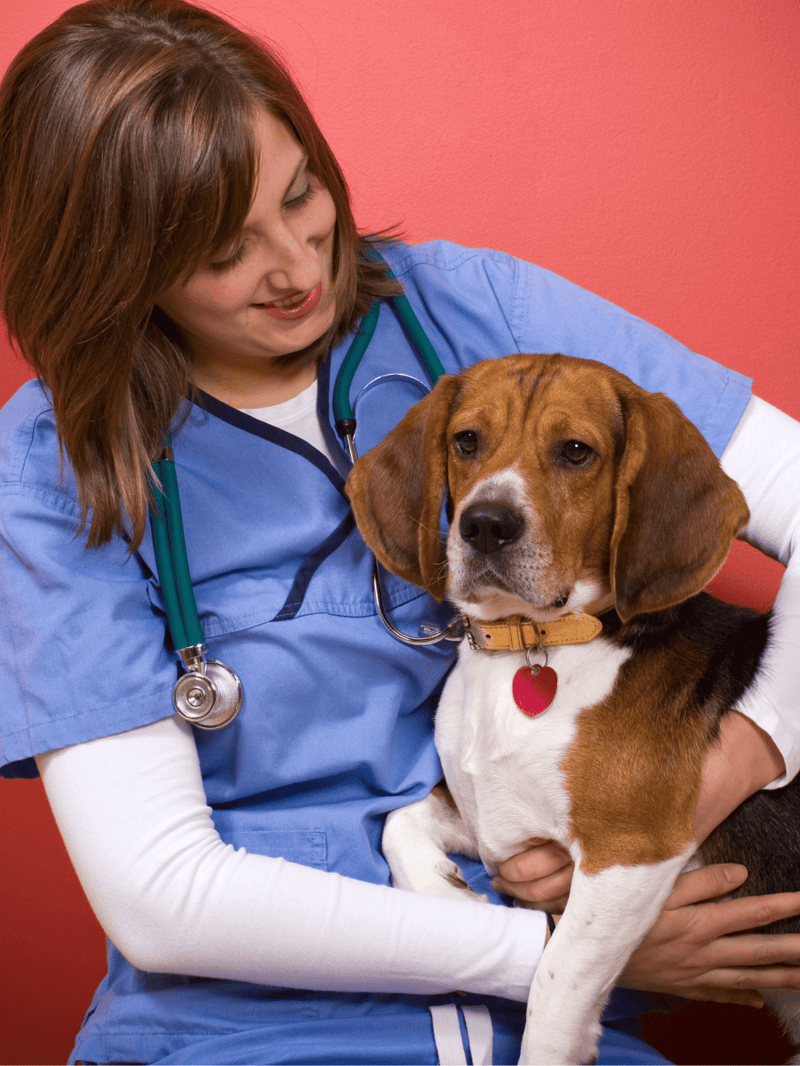 Alt: Female vet with stethoscope examining hound dog in clinic.