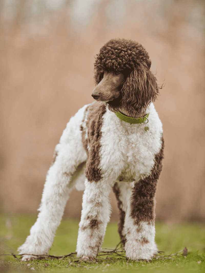 Cute poodle with curly fur wearing a green collar outside.