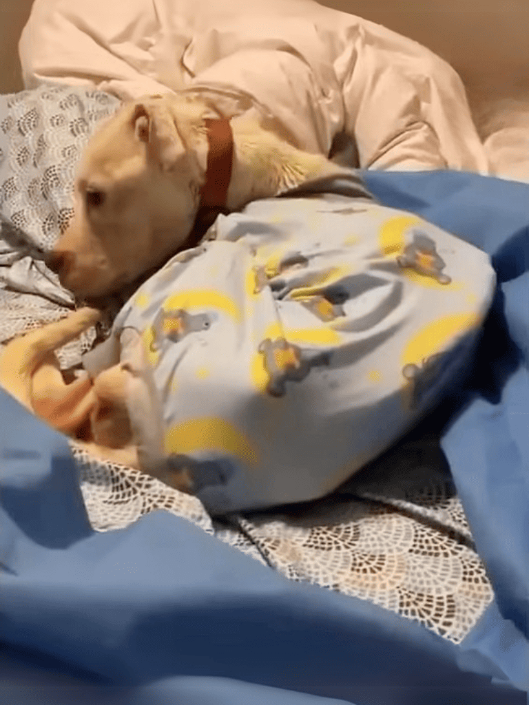 Adorable dog cuddling with a puppy on the bed. Dog and puppy share a cozy, affectionate moment at home.