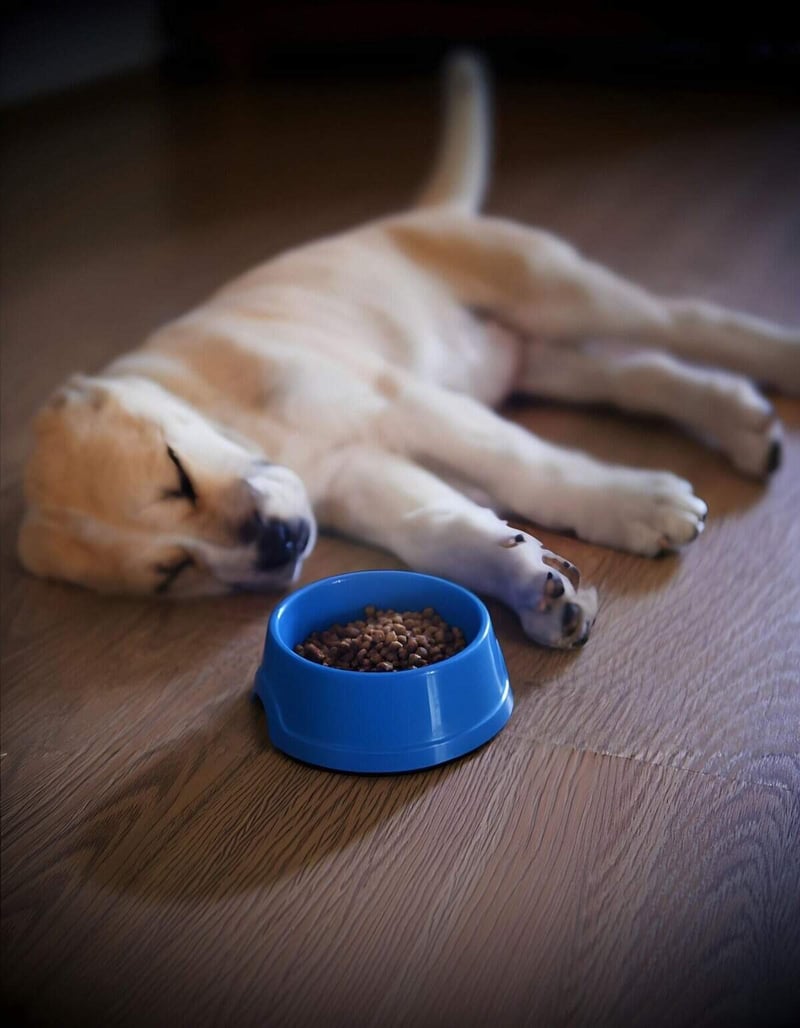 Adorable yellow Labrador puppy resting beside a blue food bowl on a wooden floor.