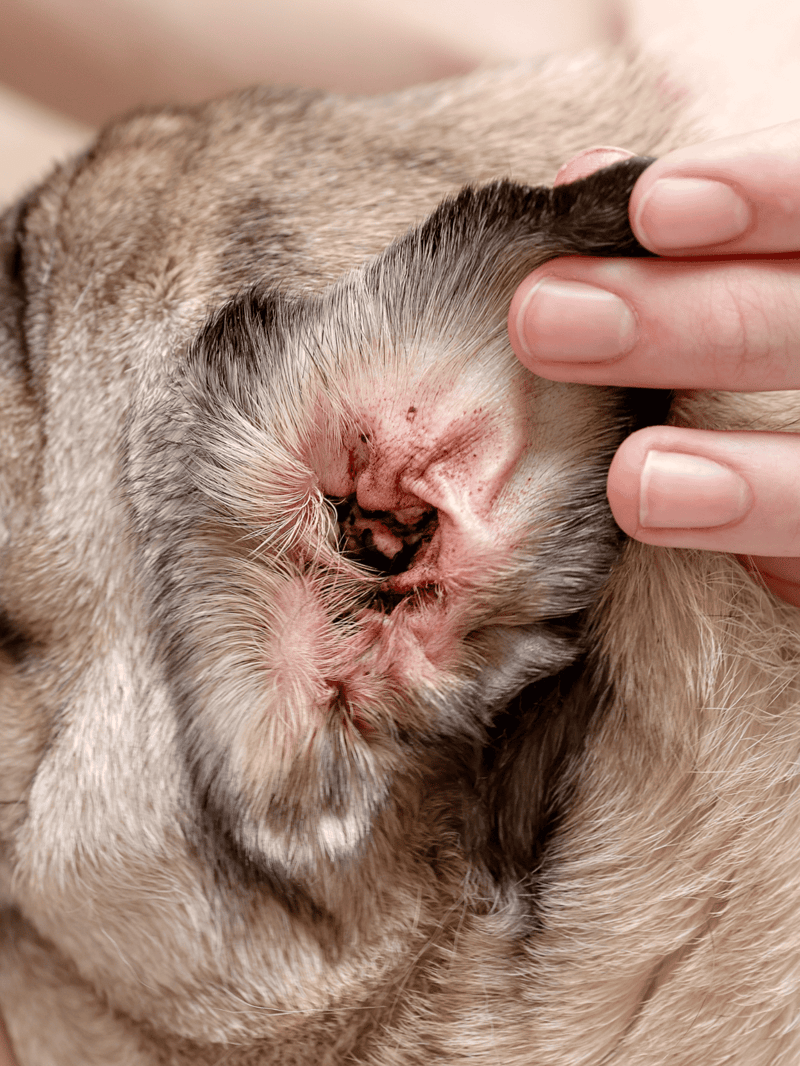 Close-up of a dog's ear showing signs of infection and inflammation.