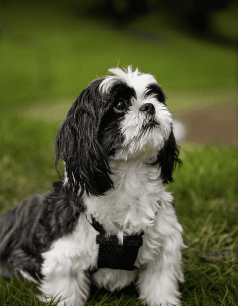Adorable black and white Cavalier King Charles Spaniel sitting on grass, looking up with a harness.