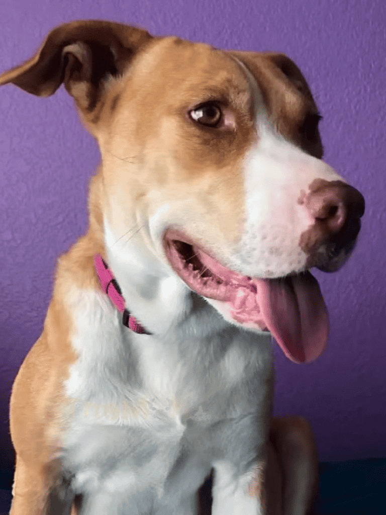 Adorable brown and white dog with a pink collar standing against a purple background.