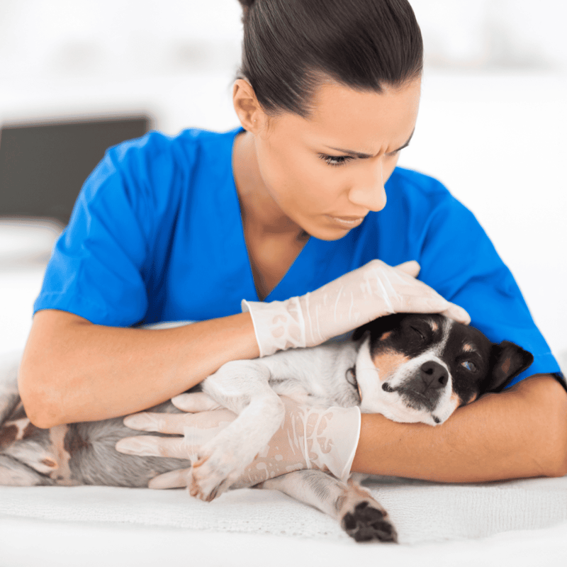 Dog vet caring for a small dog, dog health, veterinary, pet care service.
