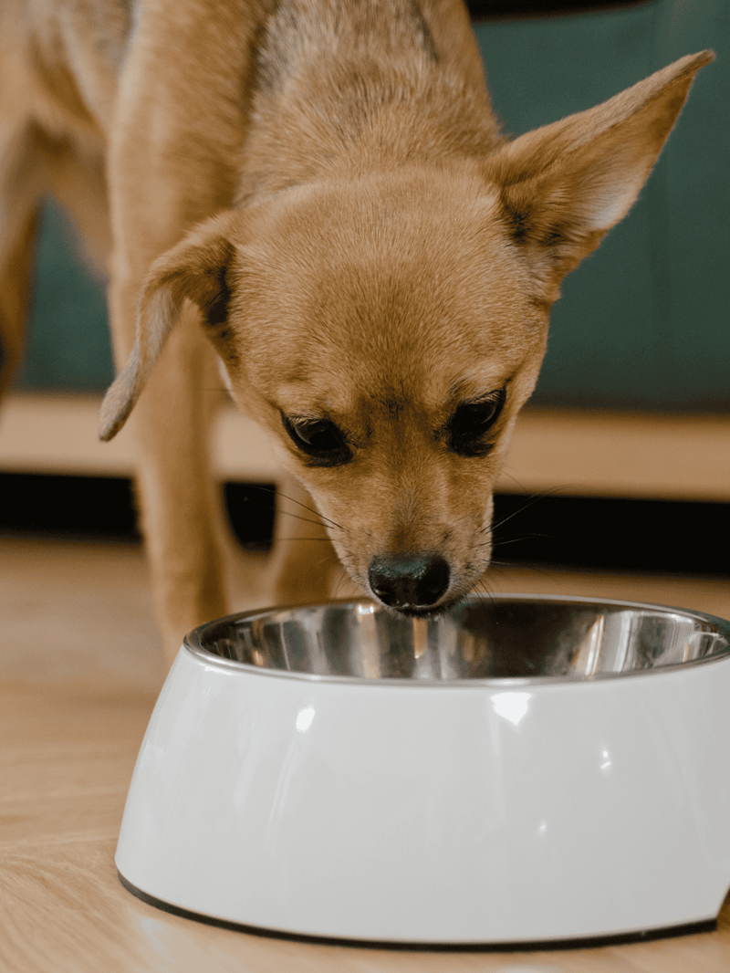 Alt text: Small dog eating from a modern stainless steel food bowl on wooden floor.