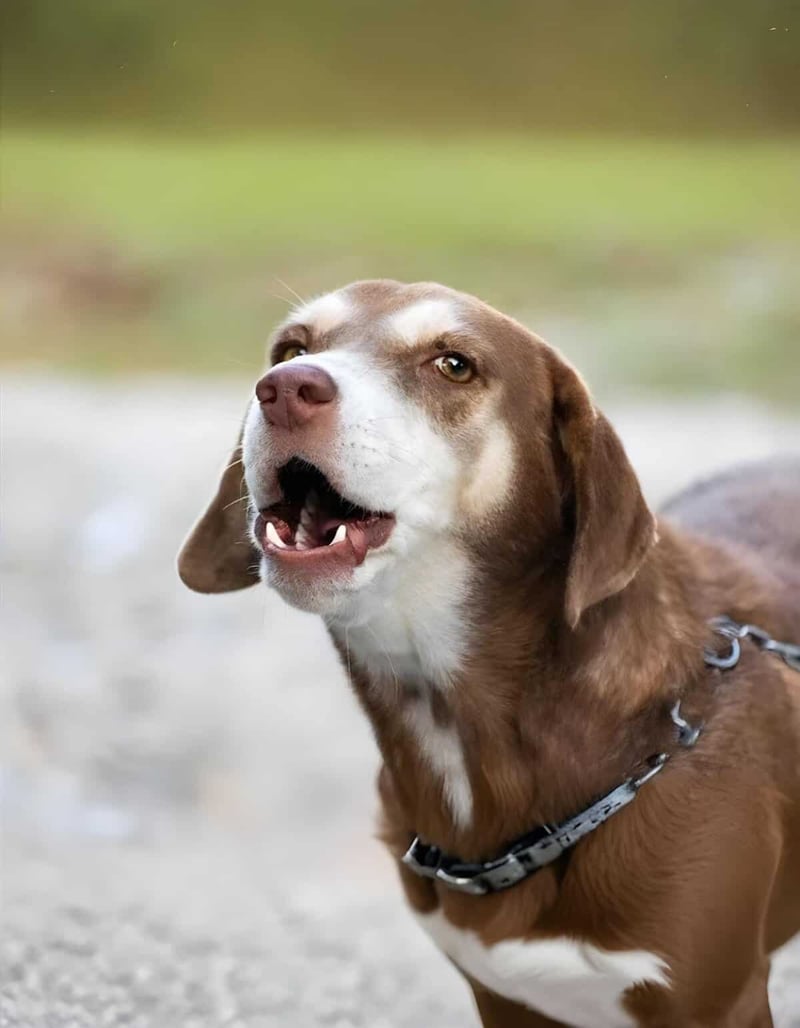 Dog-friendly outdoor park with energetic dog enjoying playtime.