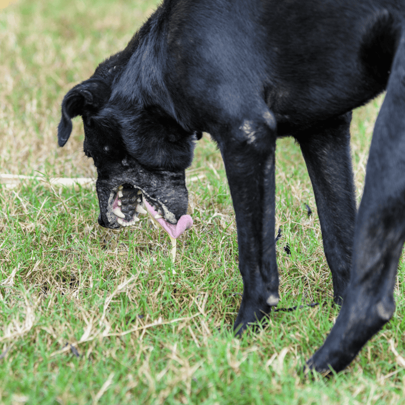 Adorable black dog playing with grass outdoors.