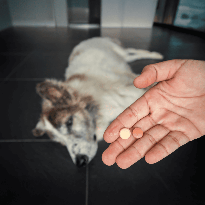 Dog medication pills, dog treat, canine health supplements, pet medicine.