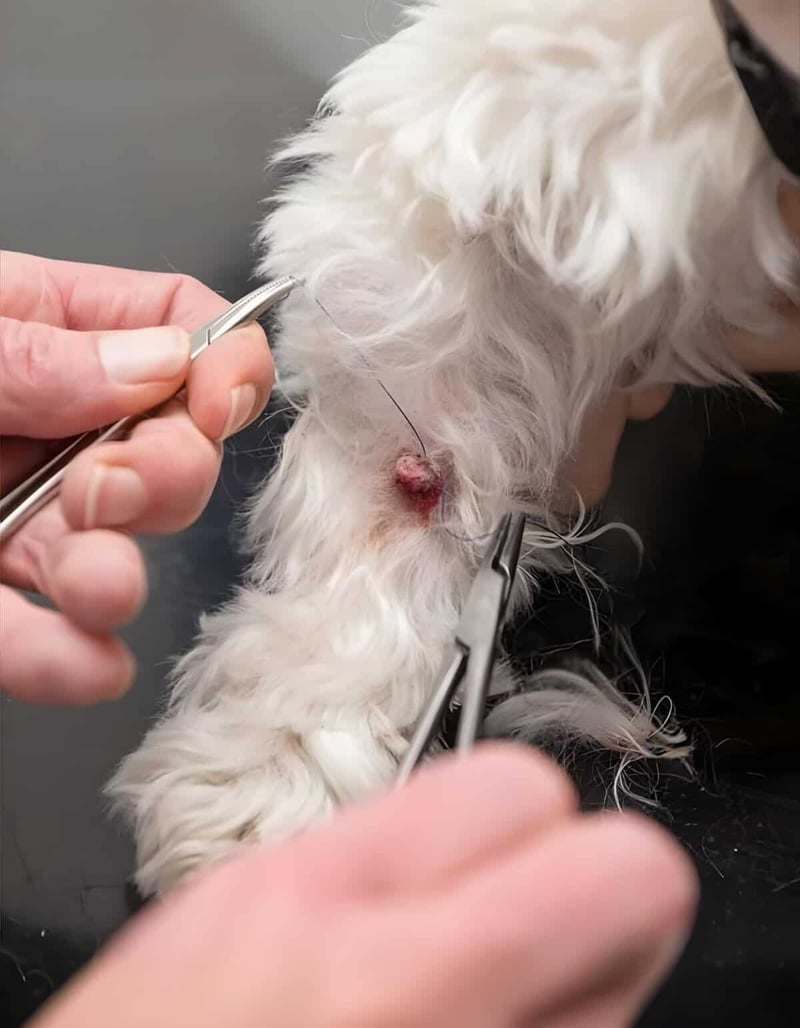 Close-up of a veterinarian performing a surgical procedure on a small dog’s skin with scalpel and forceps.