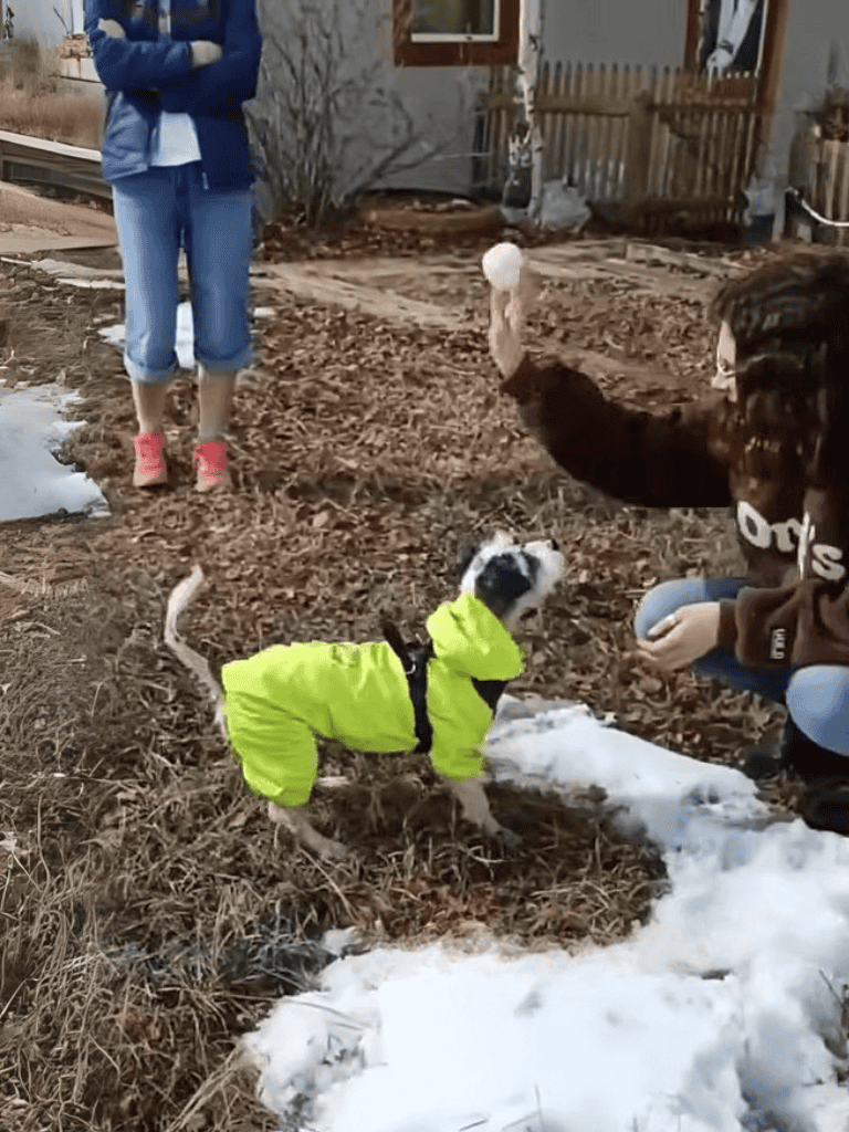Cute dogs wearing colorful jackets in a winter yard with snow patches.