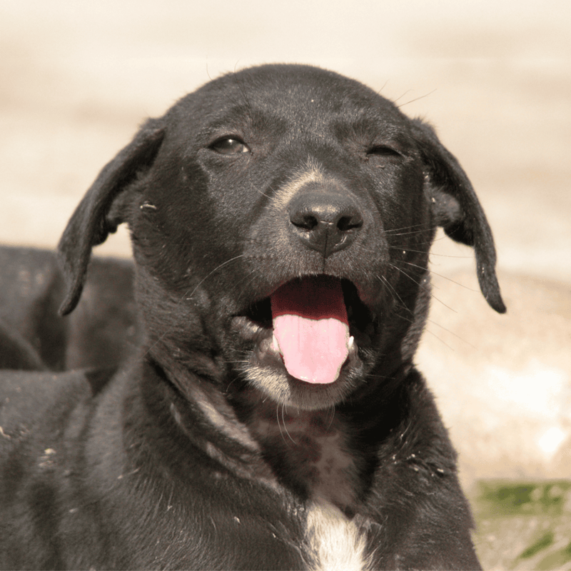 Adorable black puppy with shining coat, playful tongue out, enjoying sunny day outside.