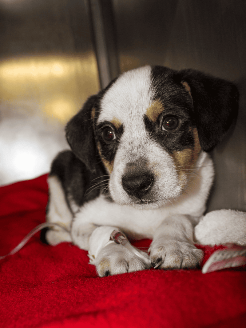 Adorable tricolor puppy with medical IV in a veterinary hospital bed.