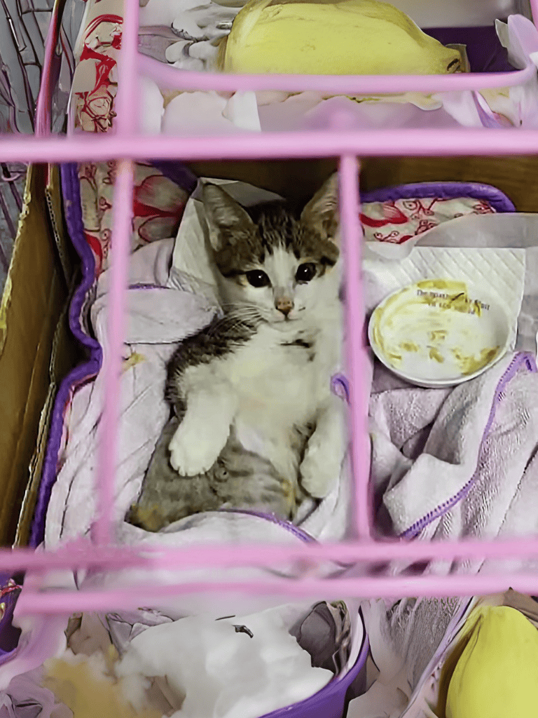 Adorable kitten inside a cozy carrier with blankets and a food dish, perfect for pet care.