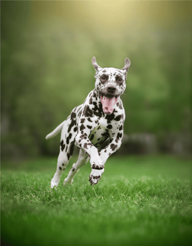 Smiling Dalmatian dog joyfully running on green grass in a natural outdoor setting.