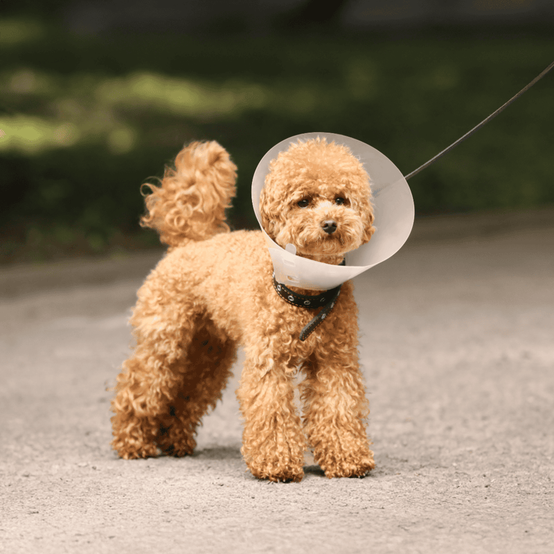 Adorable poodle with protective cone, outdoor walk, dog health care, post-surgery recovery.